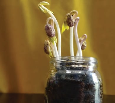 Sprouts growing in jar